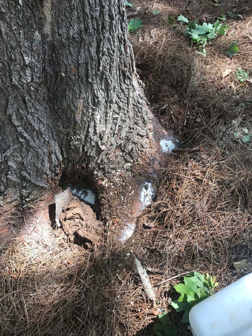 Base of a tree with white patches and surrounding brown needles in a forest setting.