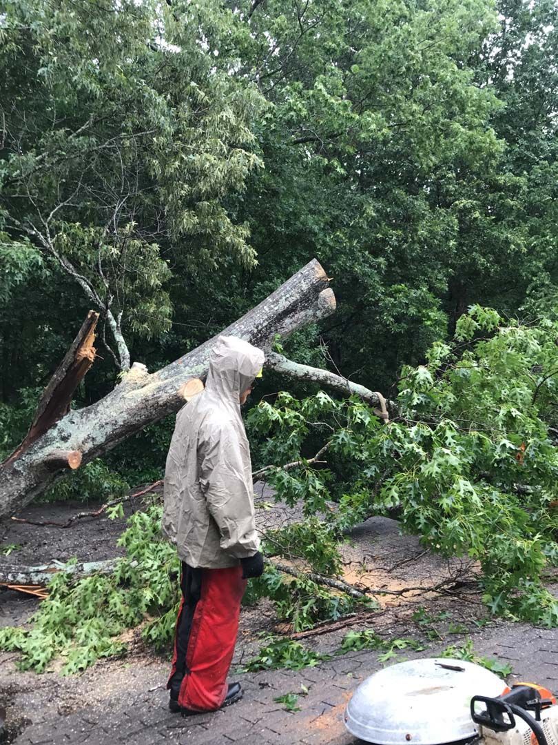Person in rain gear examines fallen tree in a forest.
