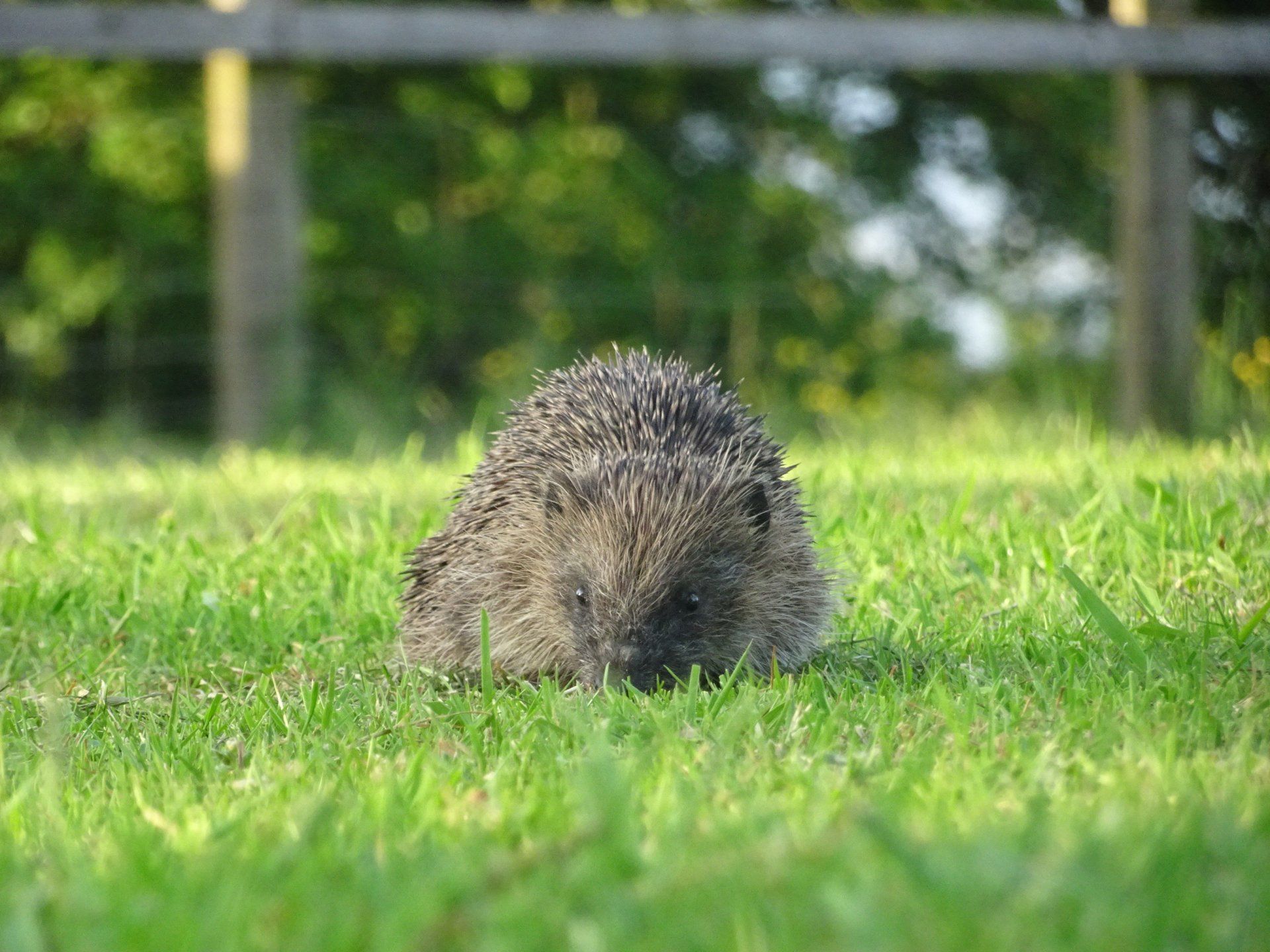 A hedgehog is sitting in the grass looking at the camera.