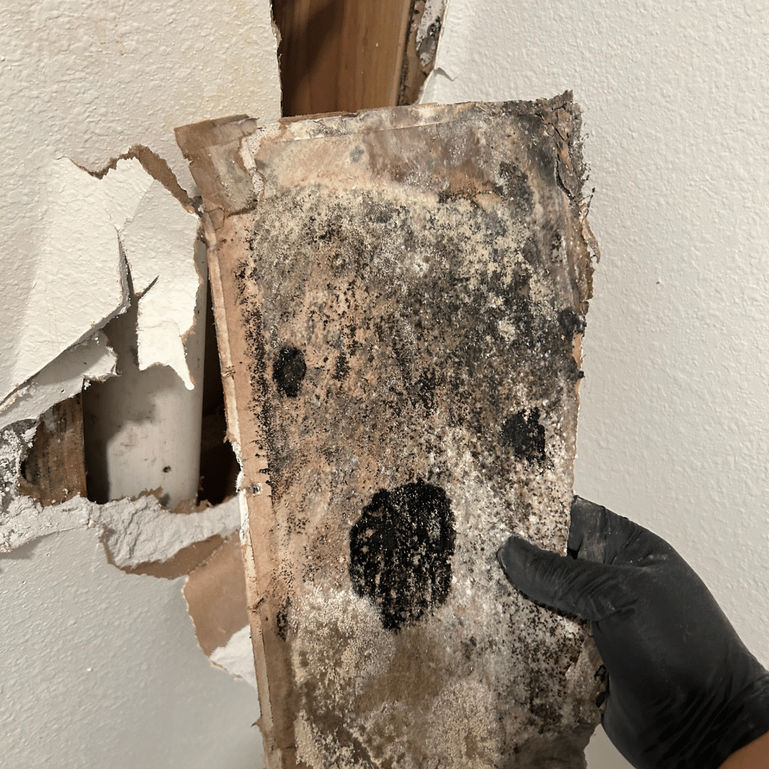 Black-gloved hand holding a moldy wood stud pulled from a damaged wall. Gray, black mold covers the wood - HRS Restoration.