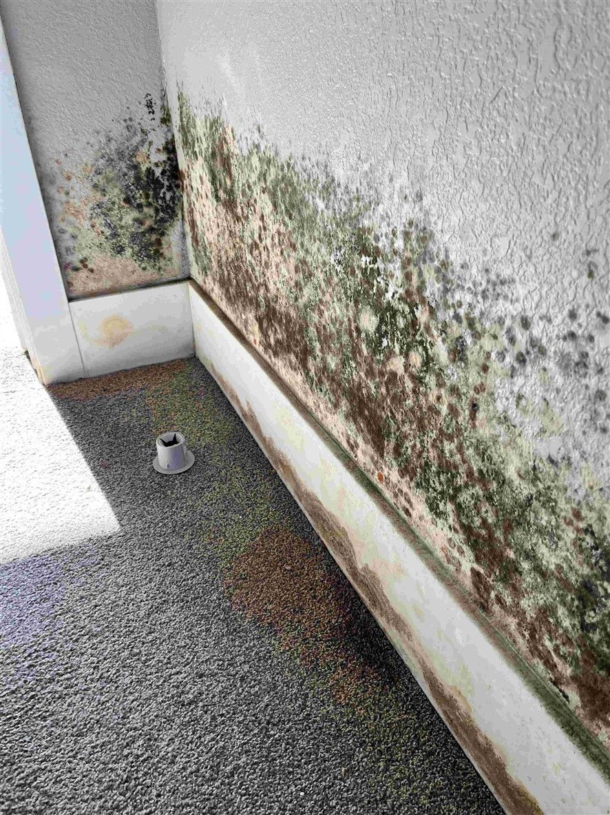 Mold growth on interior walls and baseboard. Green, brown, and black discoloration, with a gray floor. Restoration by HRS.