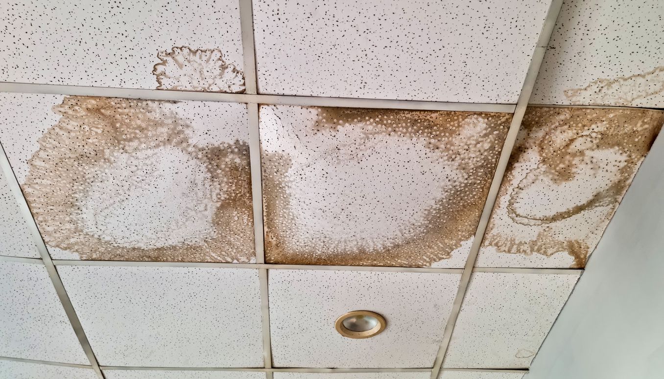 mold growth on  a healthcare facility ceiling after water damage