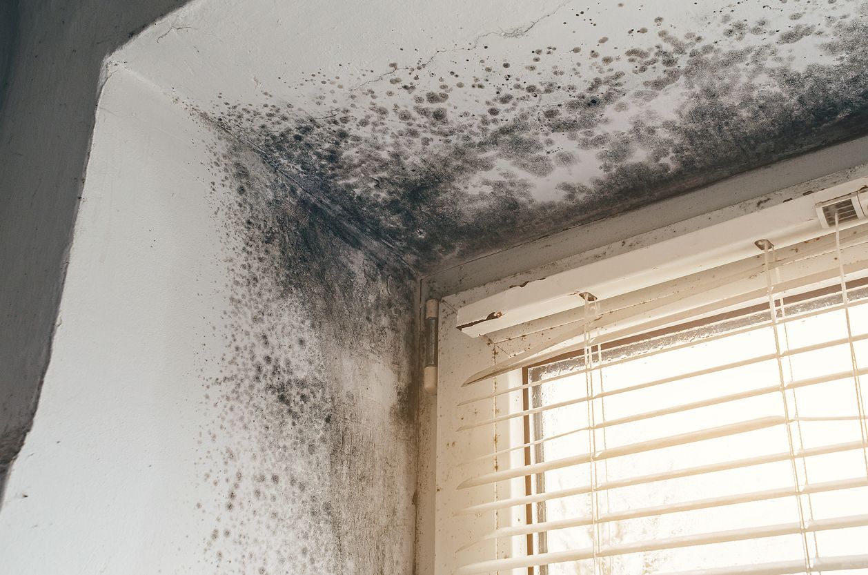 mold growth by a window after water damage in an apartment building