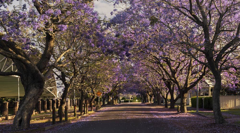 A Row of Trees with Purple Flowers on Them — ShedPro Constructions in Raymond Terrace, NSW