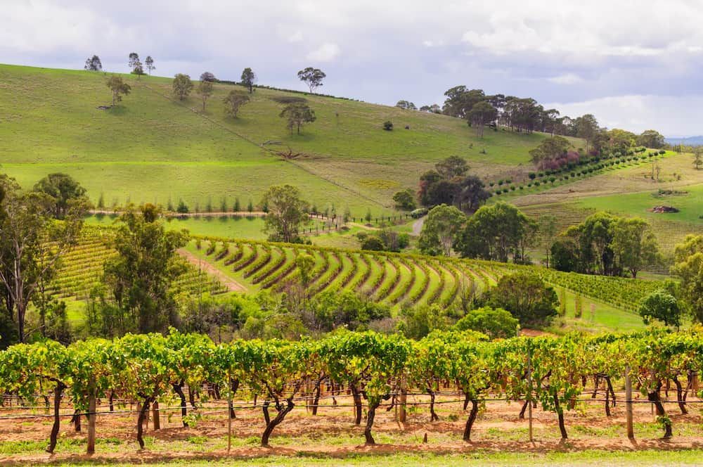 A Vineyard With a Hill in the Background and Trees in the Foreground — ShedPro Constructions in Hunter Valley, NSW