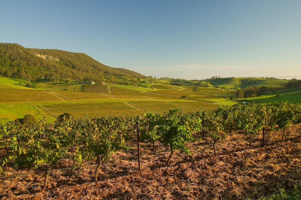 A Vineyard With Mountains and a Blue Sky — ShedPro Constructions in Hunter Valley, NSW