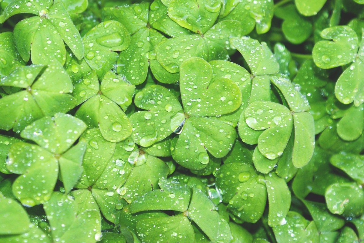 Happy St. Patrick's Day!