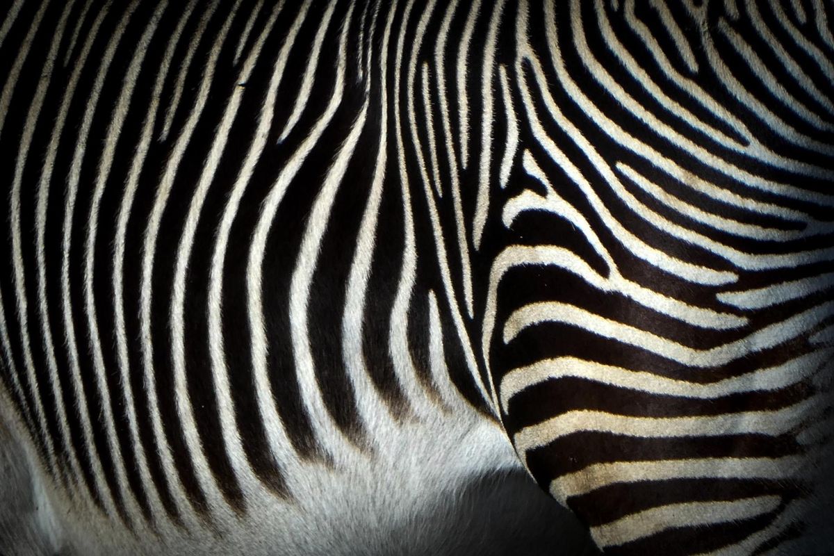 Montgomery Zoo website launched