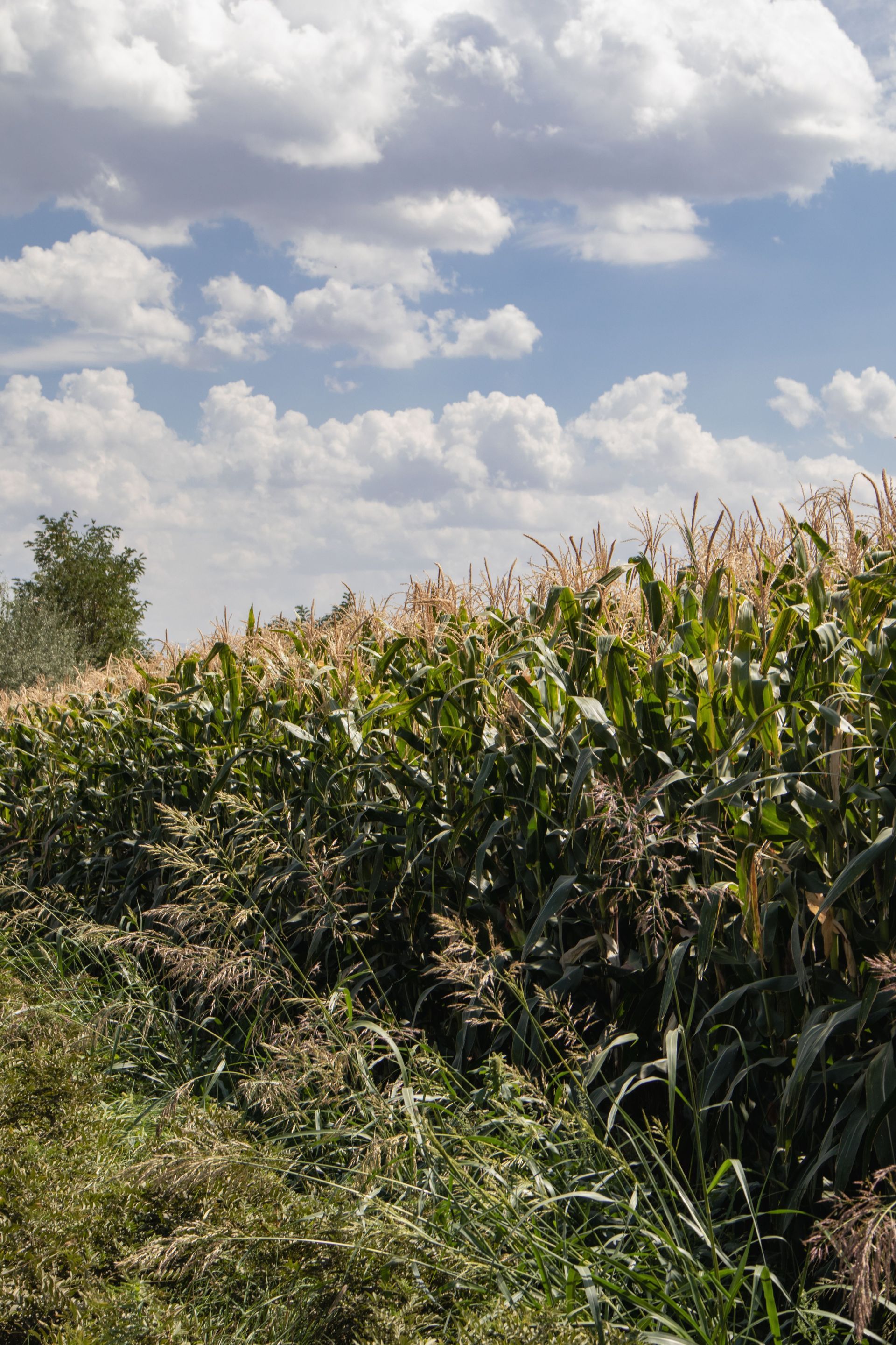 Cornfield under a partly cloudy blue sky, with tall green crops and wild grasses in the foreground