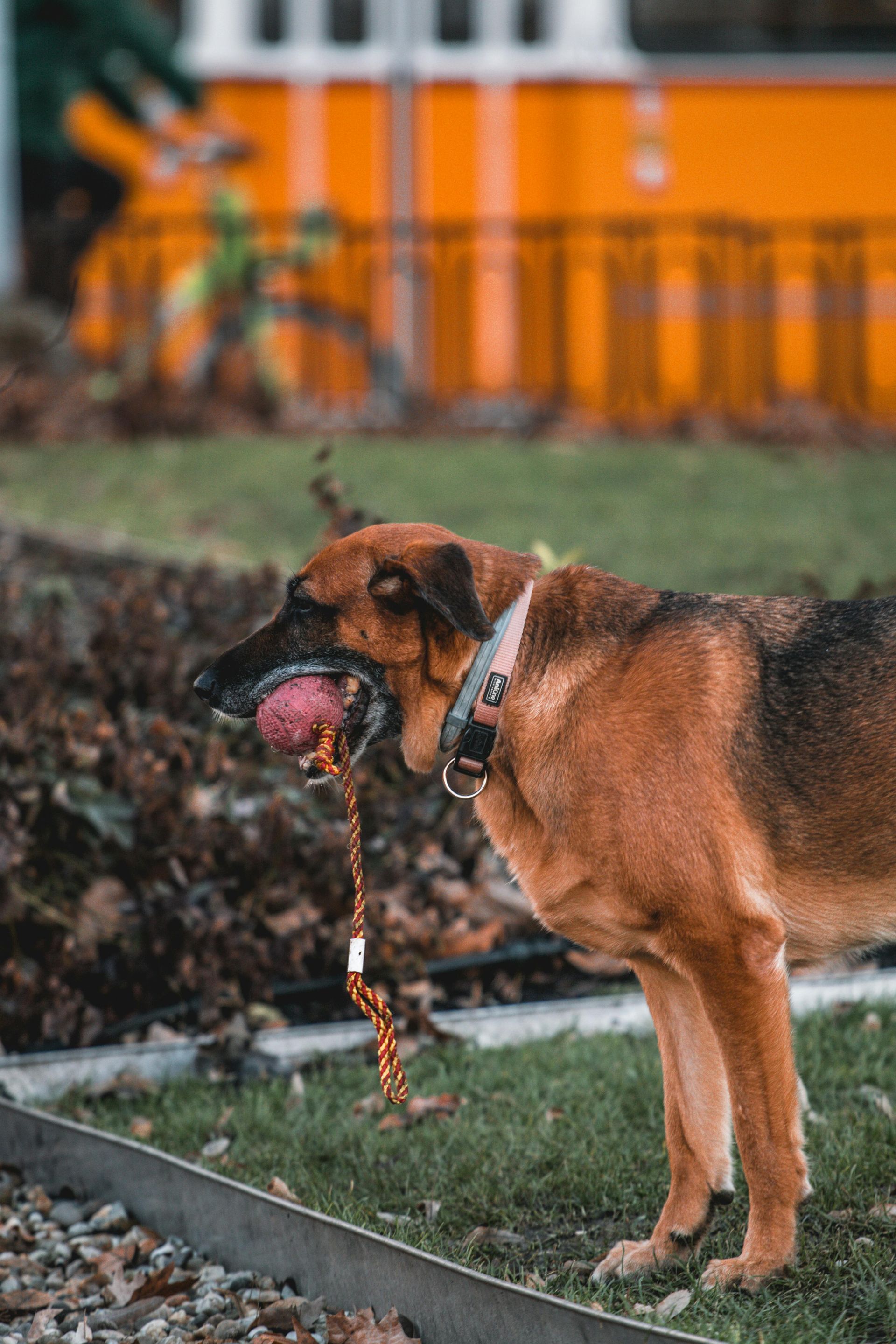 Golden retriever puppy sits on a ledge, looking down, held by a leash, person's arm on the left, suburban setting.