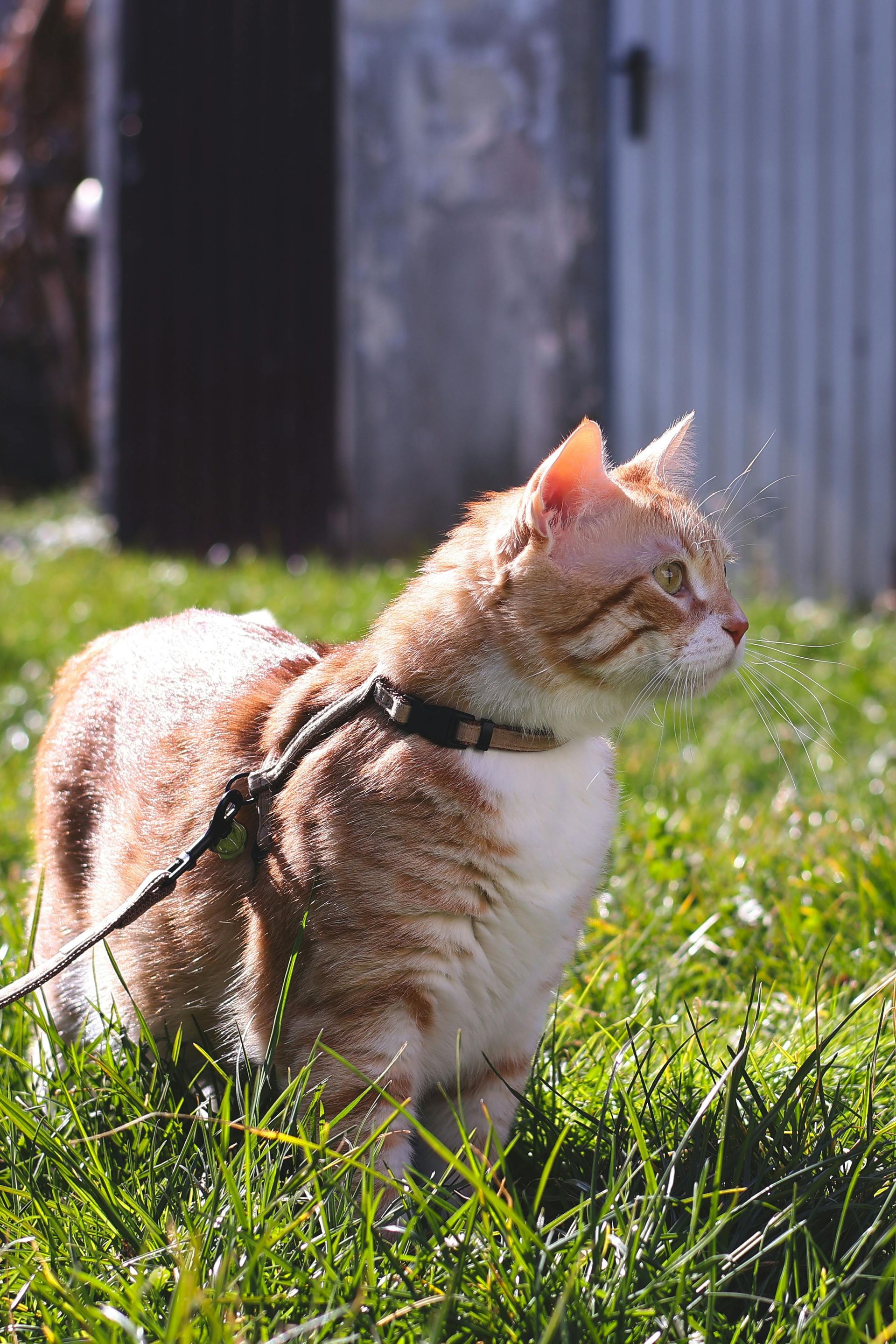 Golden retriever puppy sits on a ledge, looking down, held by a leash, person's arm on the left, suburban setting.