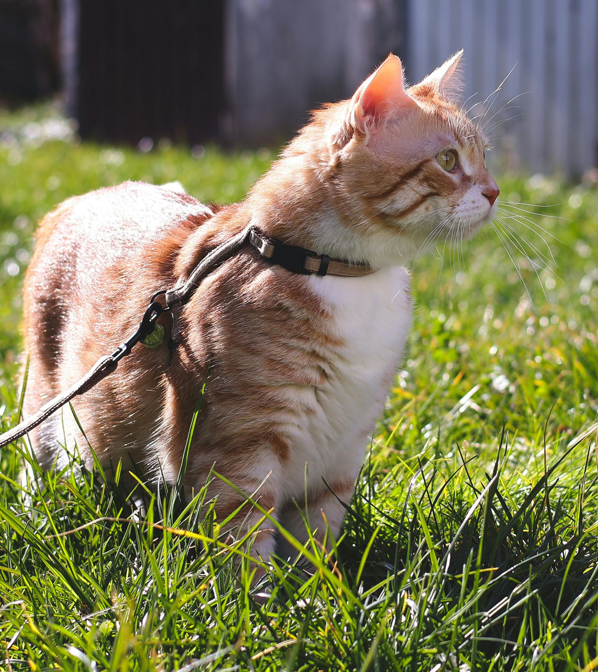 Golden retriever puppy sits on a ledge, looking down, held by a leash, person's arm on the left, suburban setting.