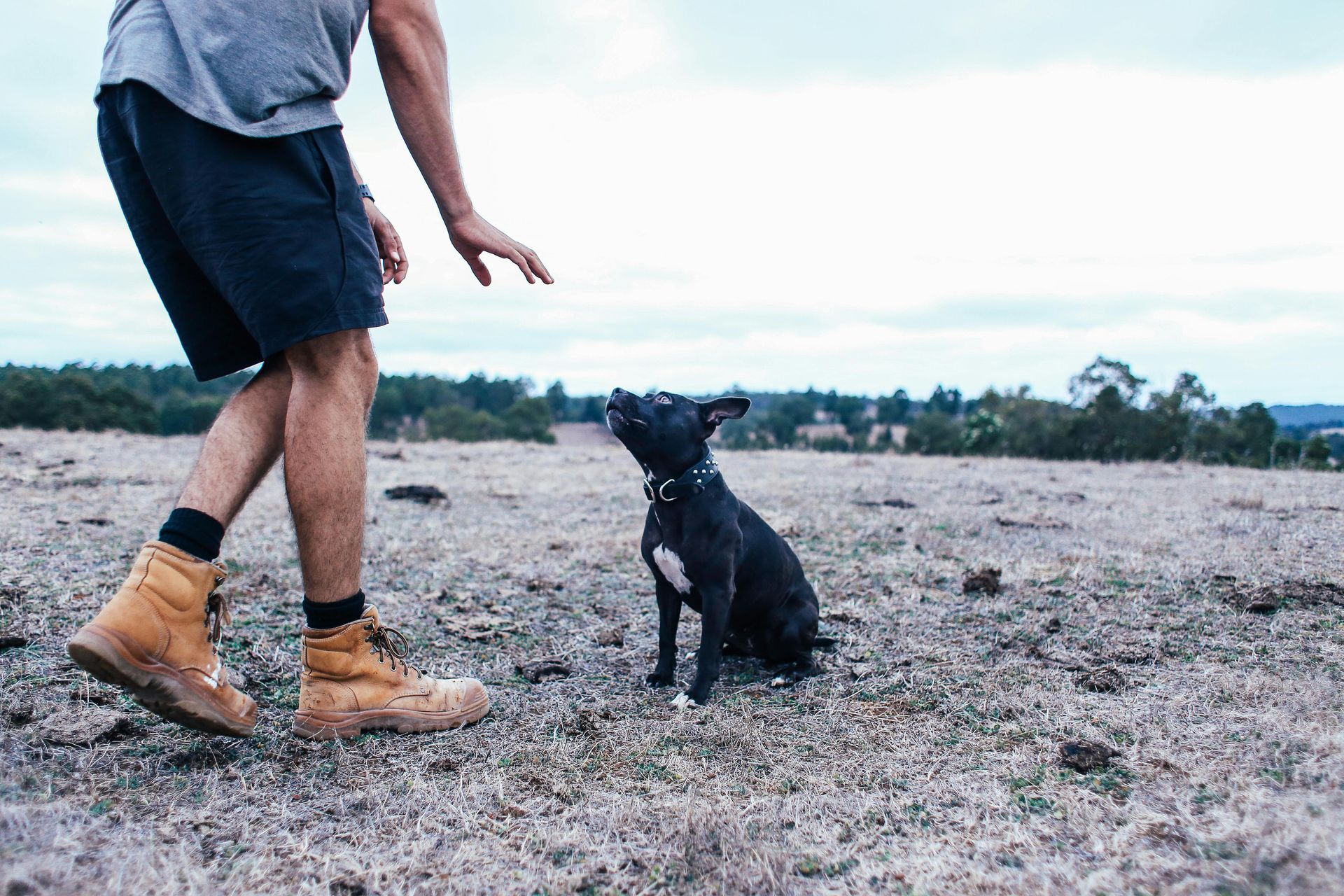 Person reaching toward a small black dog sitting in a grassy field; overcast sky.