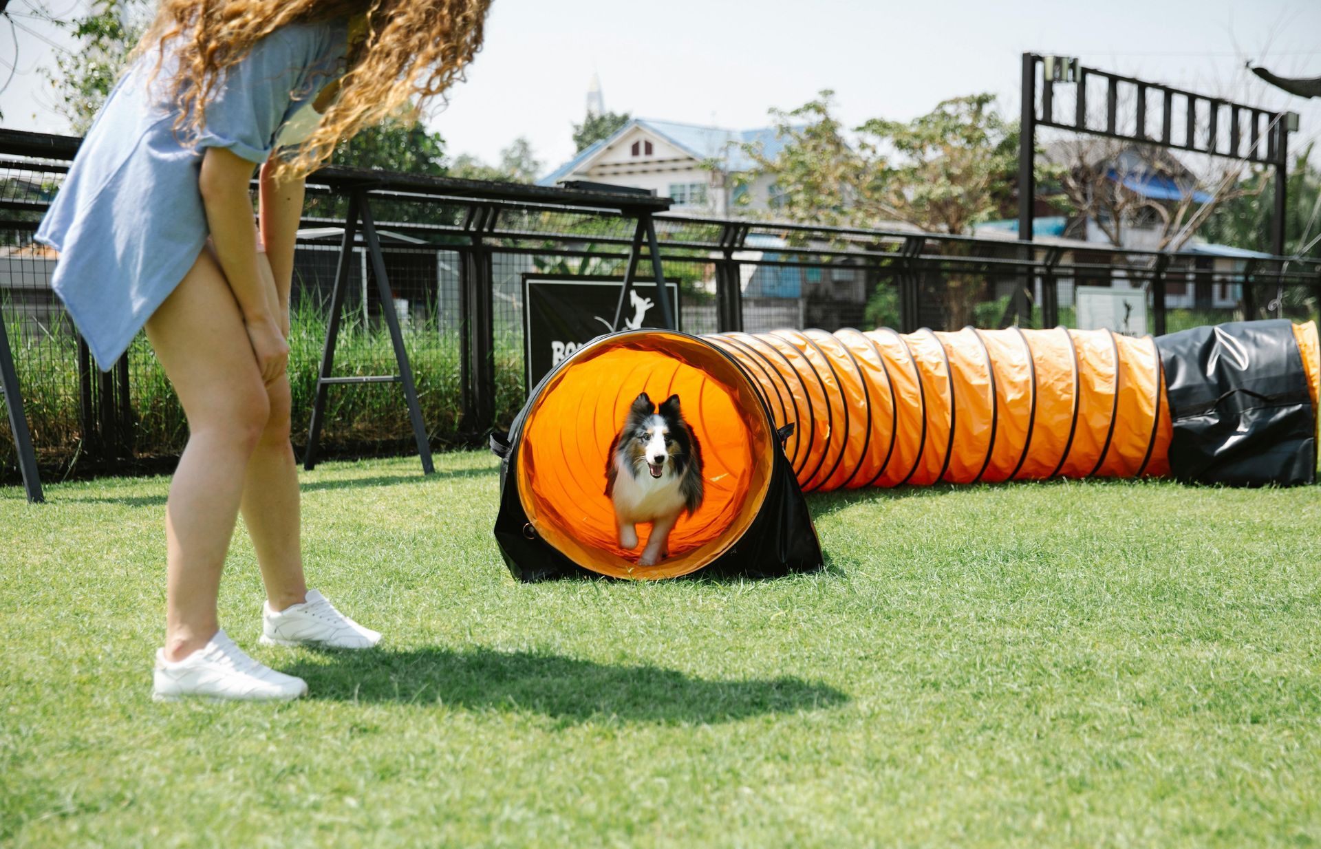 Golden retriever puppy sits on a ledge, looking down, held by a leash, person's arm on the left, suburban setting.