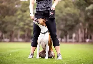 Person training a dog in a park: Dog is looking up at the treat in person's hand. They are surrounded by grass.