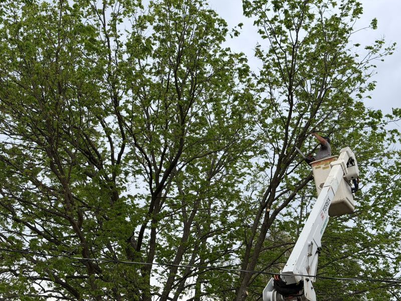 A tree trimmer works from a raised bucket truck to prune a large, leafy tree against an overcast sky.