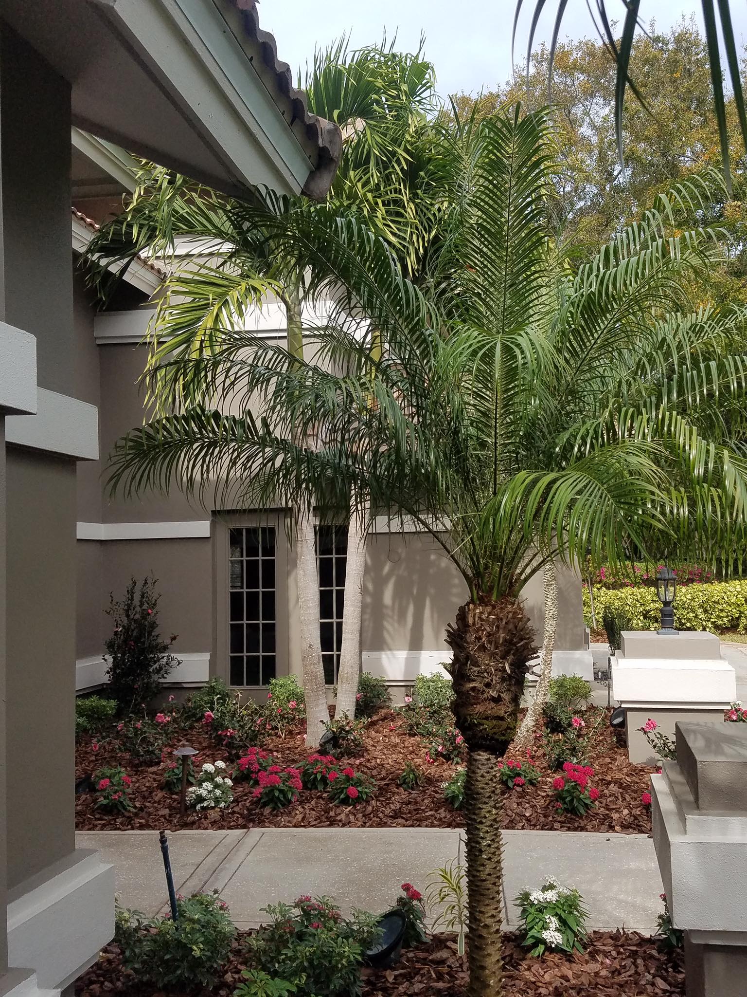 Palm tree in front of a building, surrounded by flowers and shrubs.