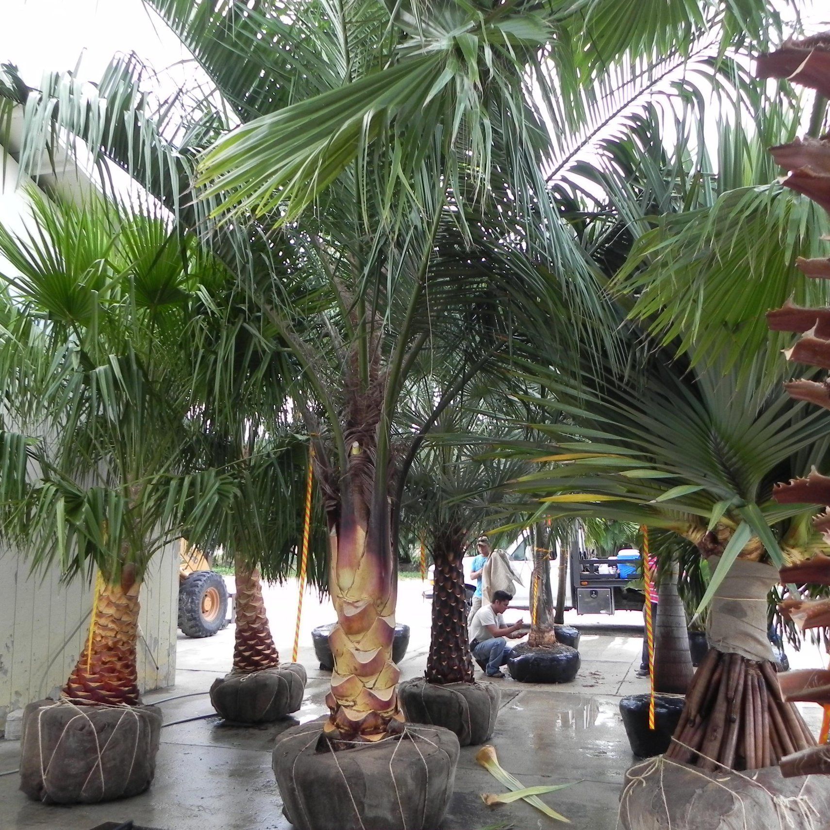 Palm trees in burlap sacks, wet concrete, overcast sky, nursery setting.