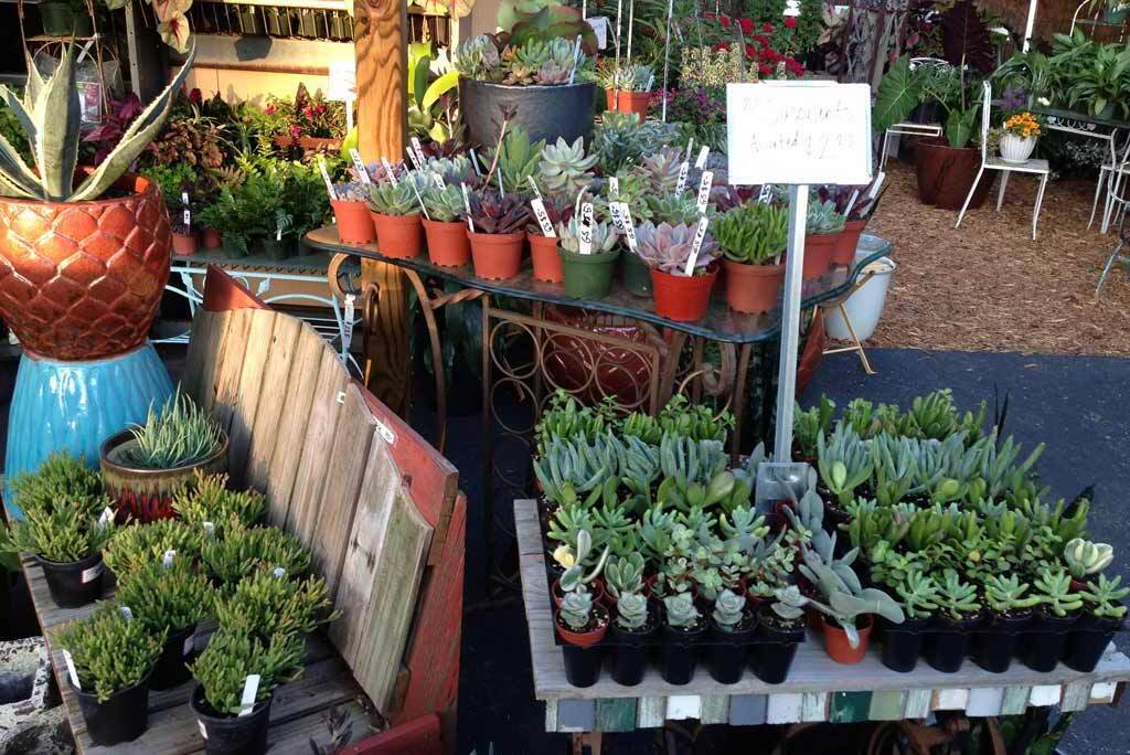 Plant Nursery | Brooksville, FL | Peck Landscapes Inc