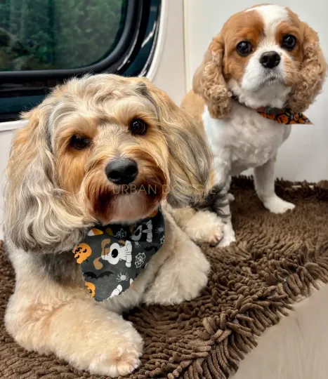 Cavalier King Charles Spaniel breed cut by Urban Doggie in Houghton, Kirkland, WA.