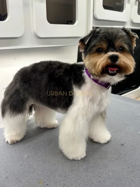 Party color Biewer grooming in Kirkland, WA., by Urban Doggie Mobile Dog Grooming. Kirkland's small dog specialist.