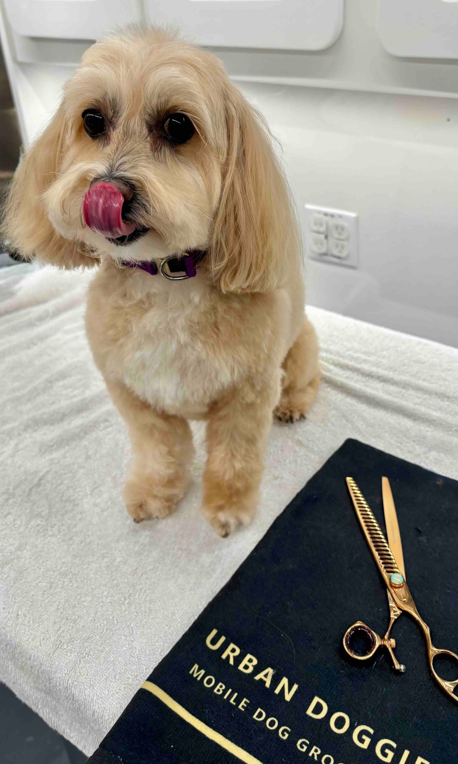 Cage free havanese grooming Kirkland in the market neighborhood by Urban Doggie