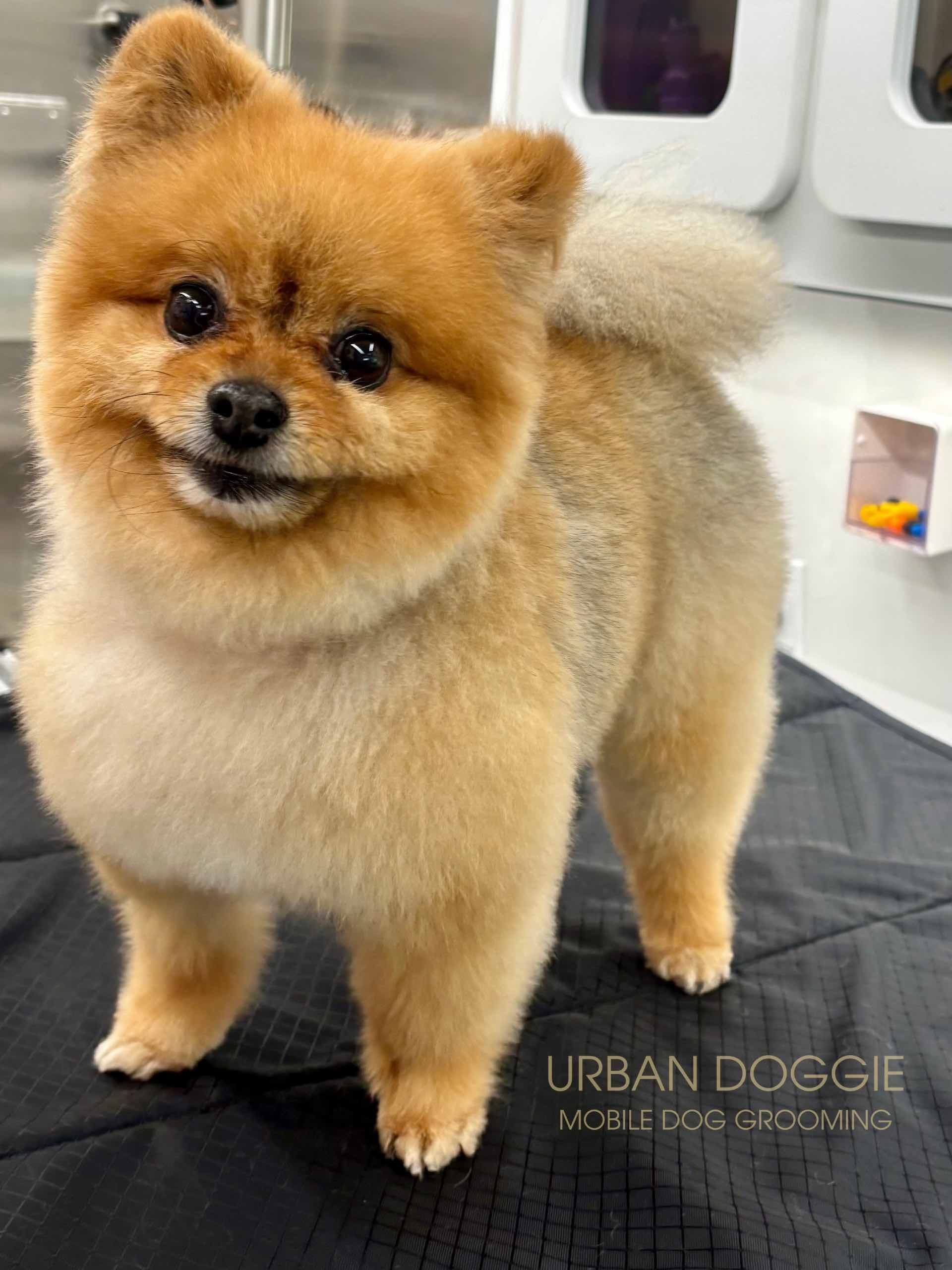 Pomeranian groom by Urban Doggie in Bridle Trails, Kirkland, WA.