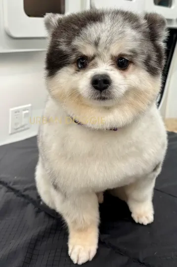 White, black, tan Pomeranian grooming by Urban Doggie Mobile Dog Grooming in Kirkland, WA.
