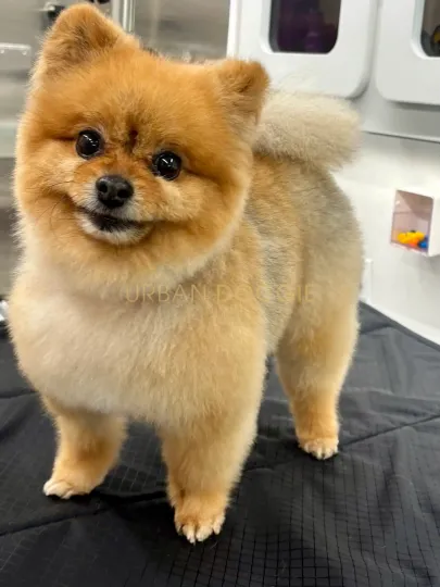 Vibrant Pomeranian grooming  by Urban Doggie Mobile Dog Grooming in North Rose Hill, Kirkland.
