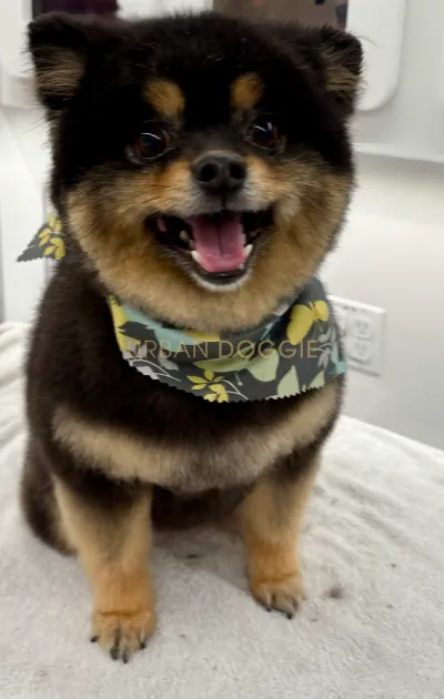 urban doggie mobile dog grooming van Kirkland WA