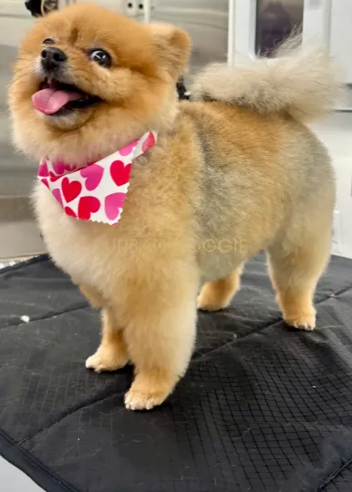 Fresh Red Pomeranian haircut by Urban Doggie Mobile Dog Grooming in North Rose Hill, Kirkland, WA.