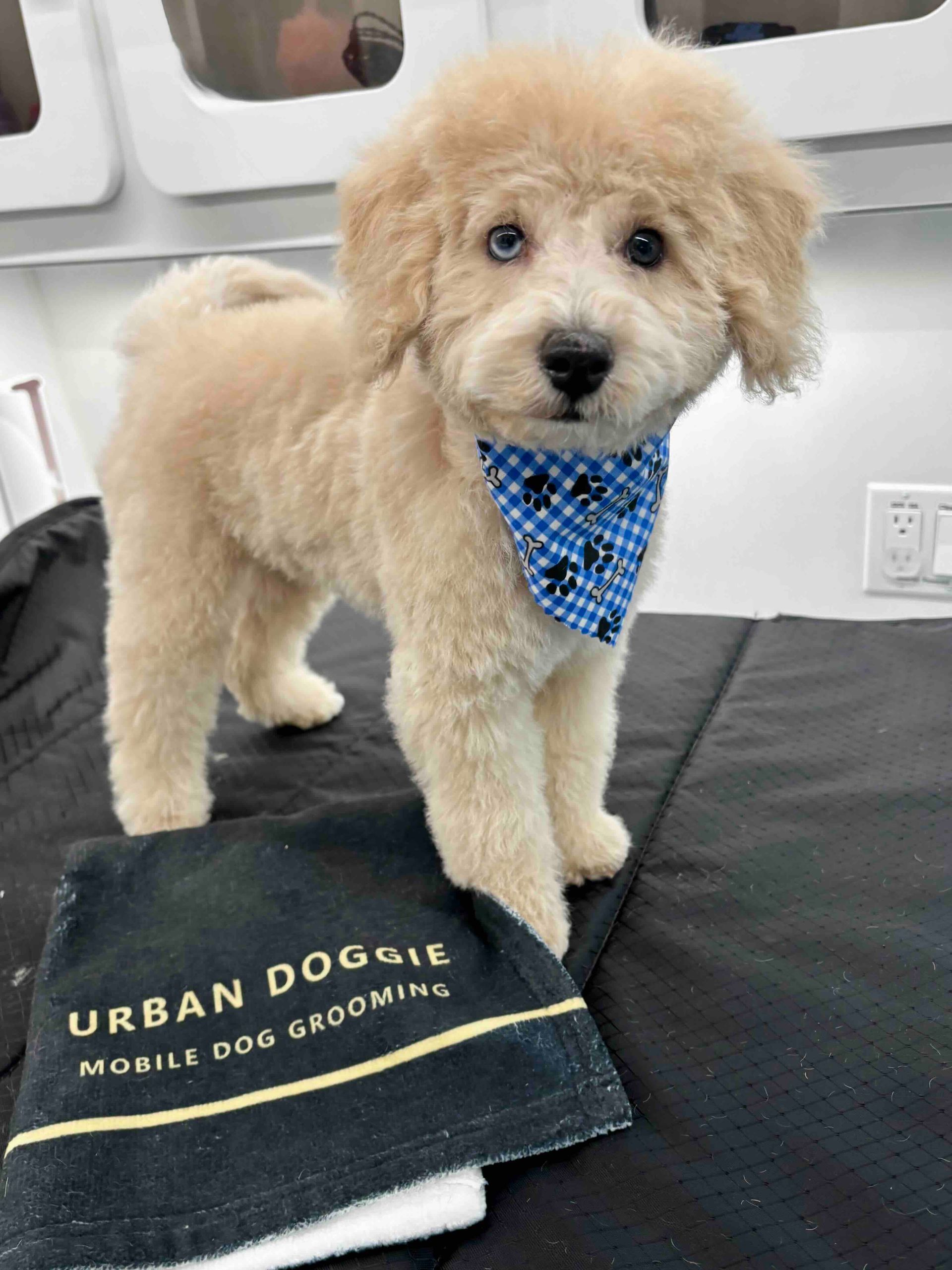 mobile puppy grooming kirkland, wa