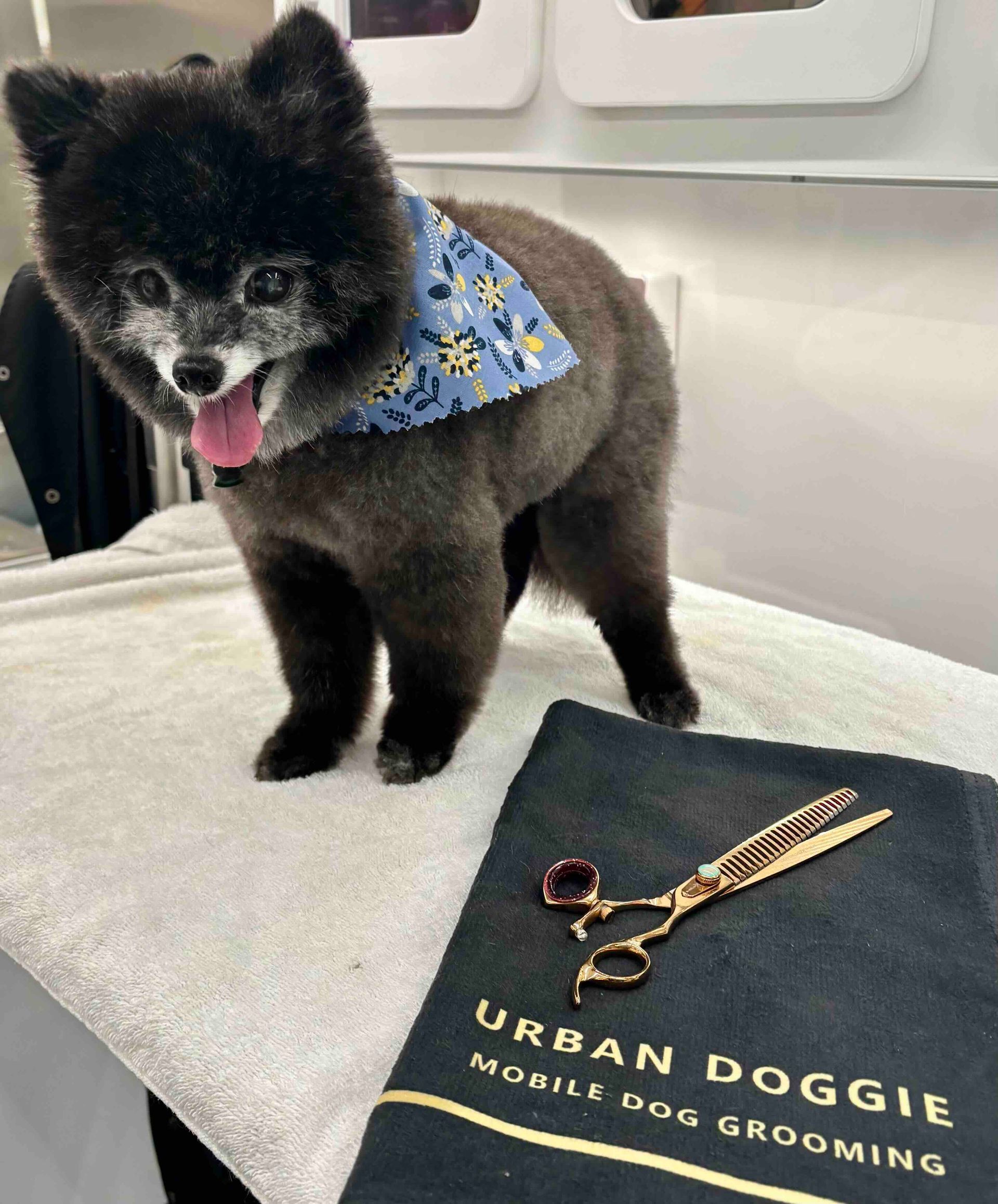 Cage-free mobile senior dog grooming service by Urban Doggie. This senior in Norkirk, Kirkland WA finished full 'Teddy Bear' cut at home