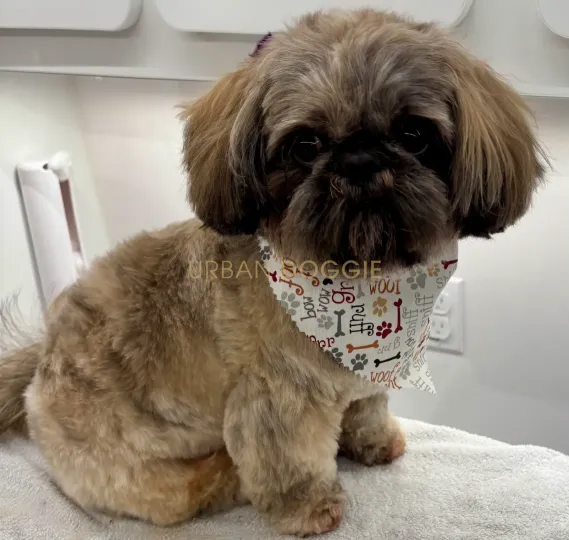 Nice longer hair Shih Tzu grooming by Urban Doggie Mobile Dog Grooming in Kirkland, WA.