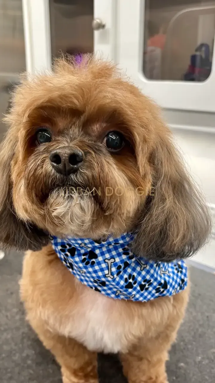 Shih Tzu breed styling by Urban Doggie Mobile Dog Grooming in Kirkland, WA.