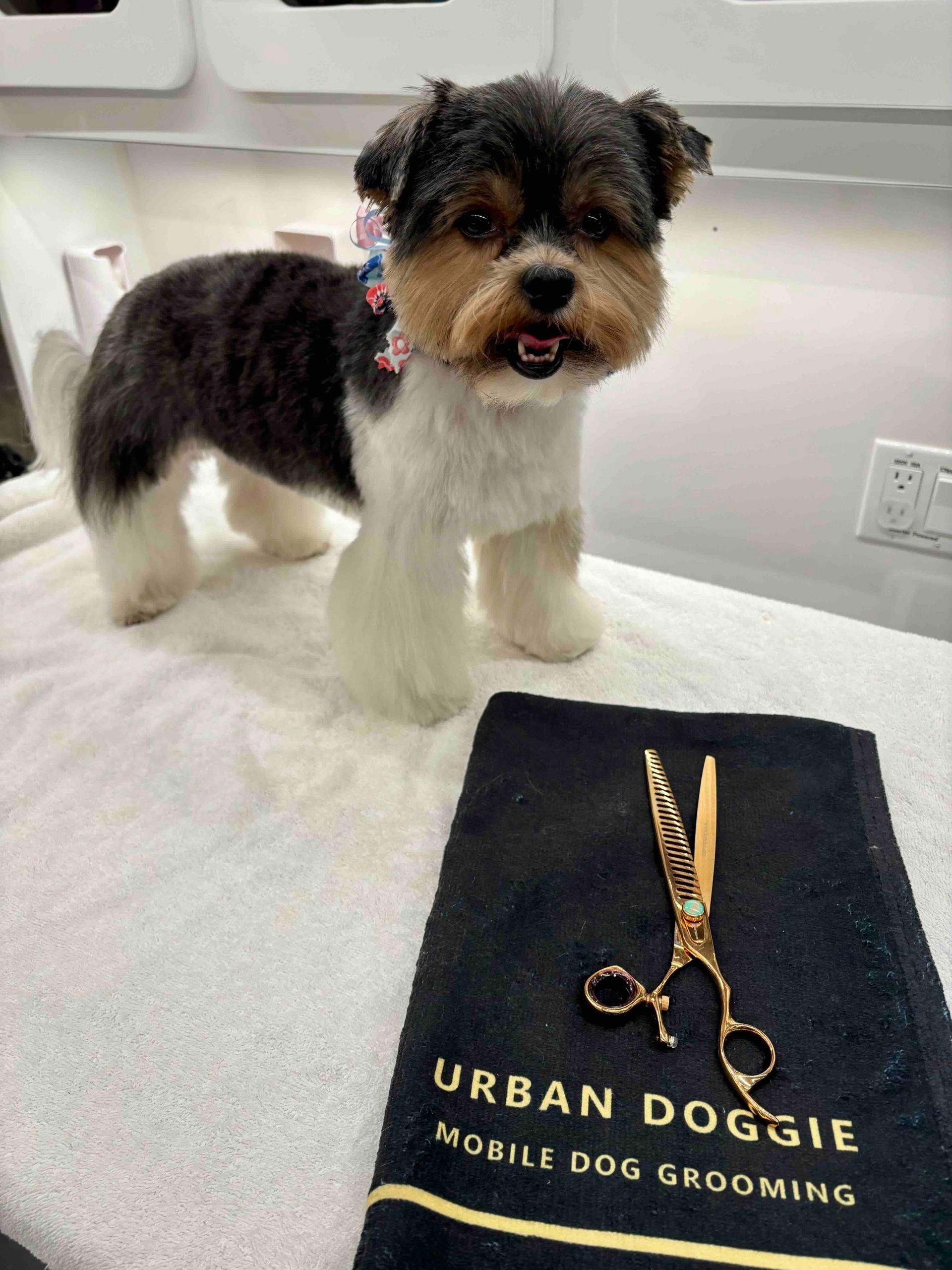 Small dog grooming in Kirkland by Urban Doggie Mobile