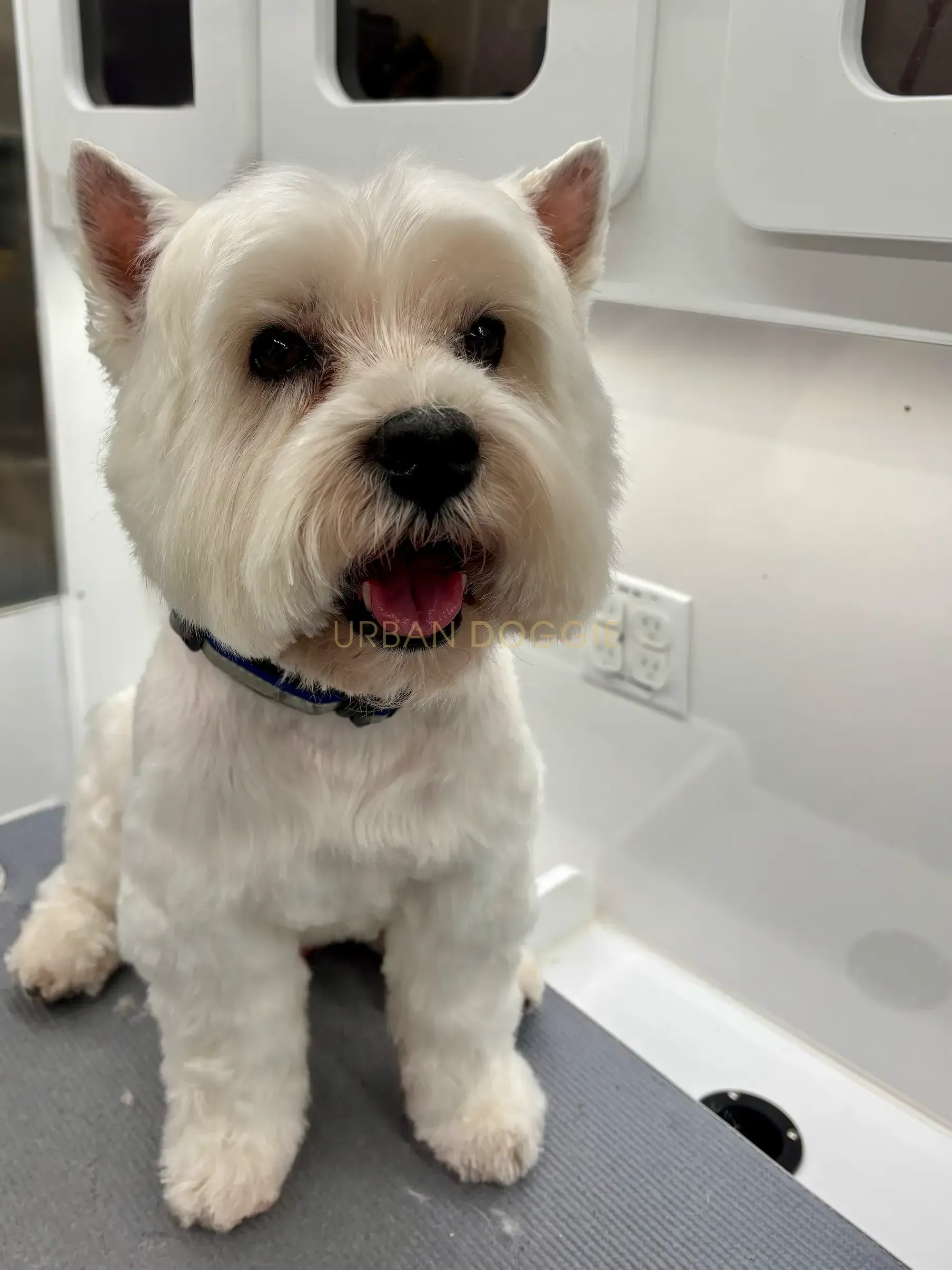 Fresh small dog groom by Urban Doggie Mobile Dog Grooming in Moss Bay, Kirkland