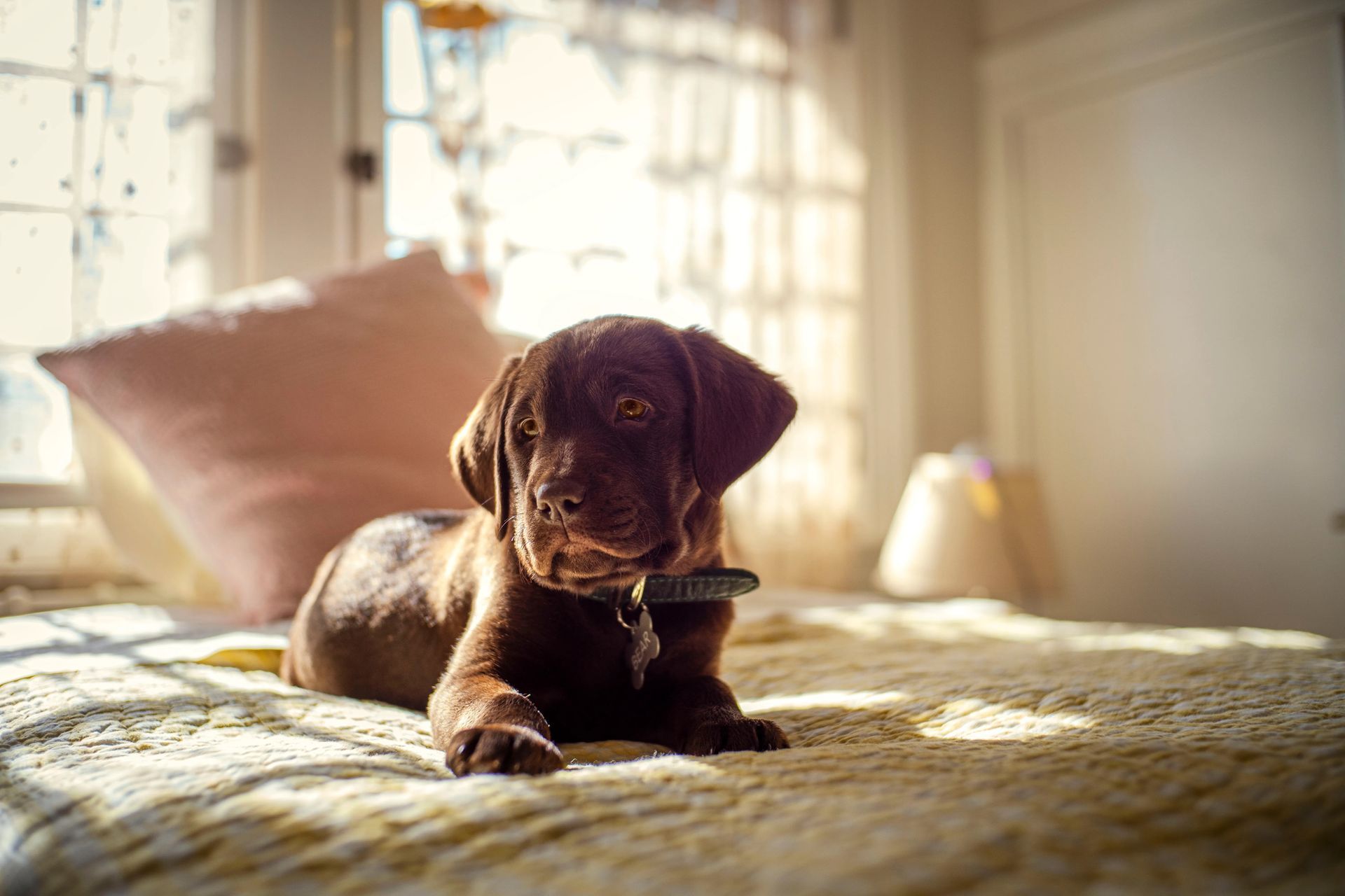 A brown puppy is laying on a bed in a bedroom.