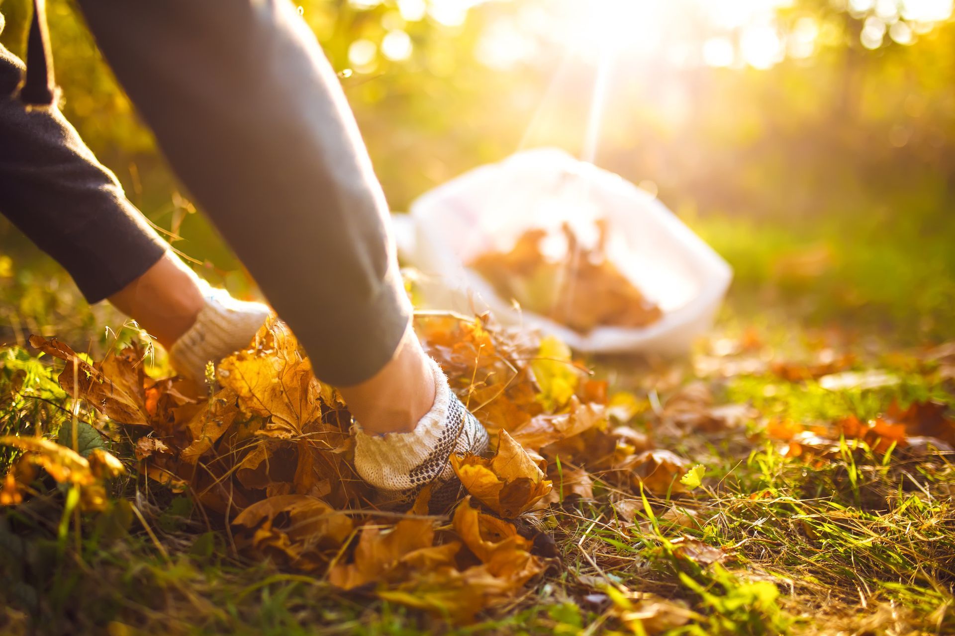 Person raking autumn leaves in a sunlit yard, with a white bag in the background