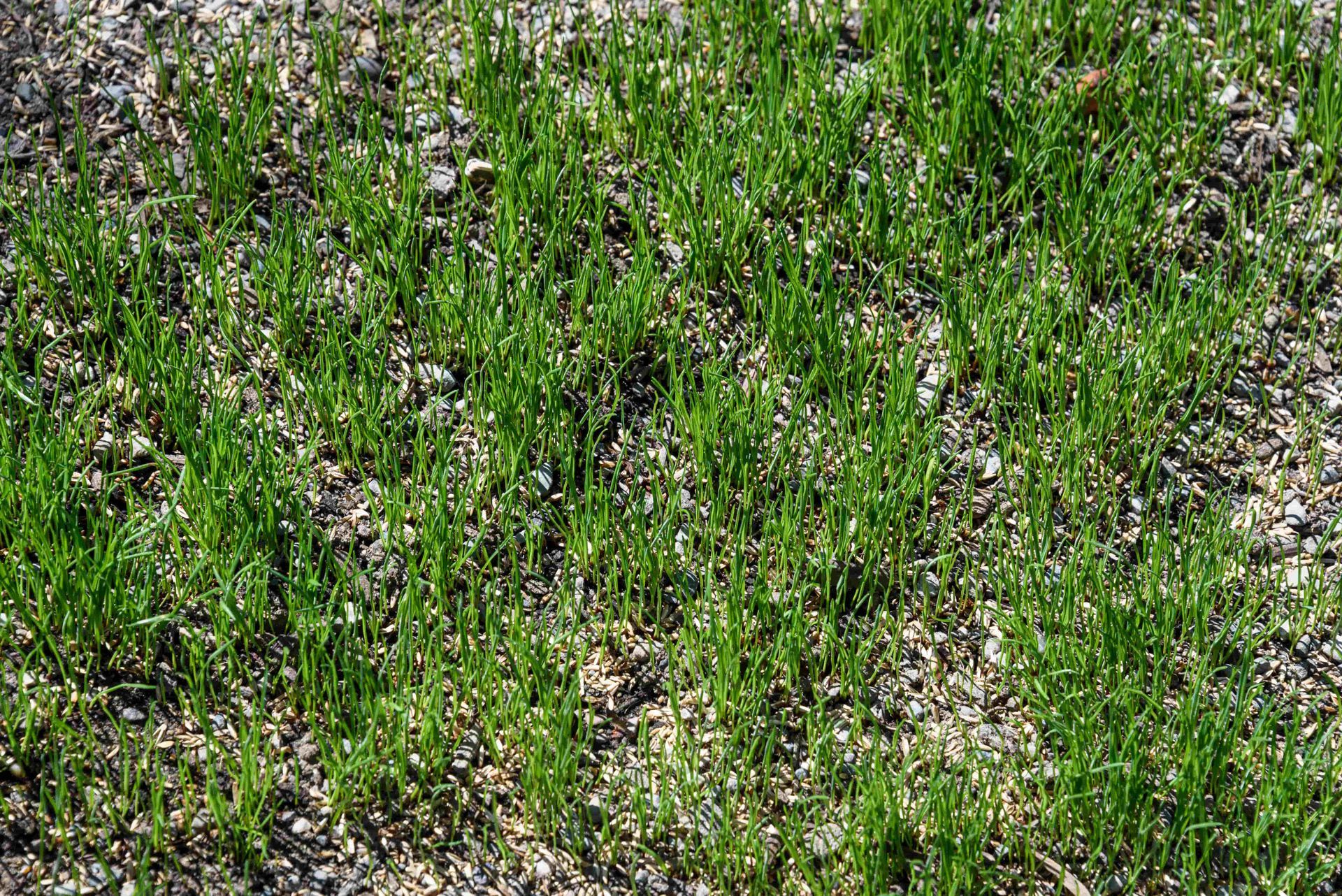Close-up of green grass and weeds growing through dry, patchy soil