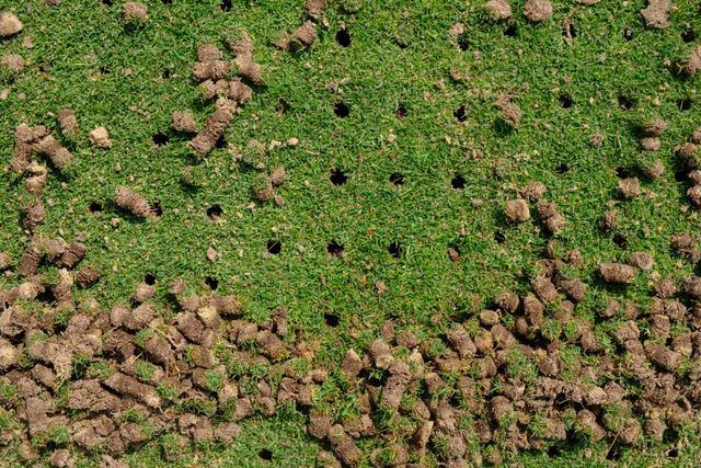 Aerial view of green vegetation with scattered brown soil mounds and holes.