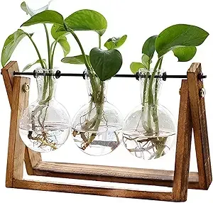 plants
growing
terrarium
green thumb