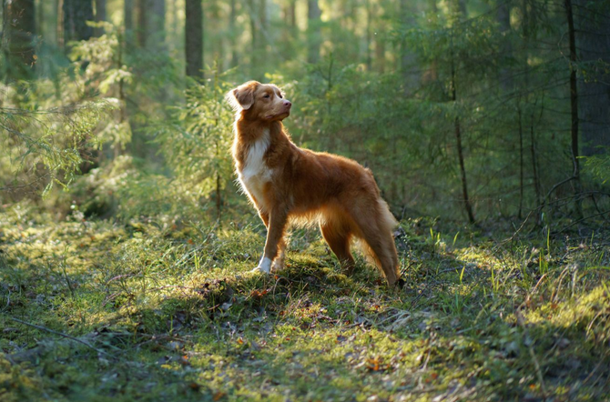 a nova scotia duck tolling retriever standing in a forest