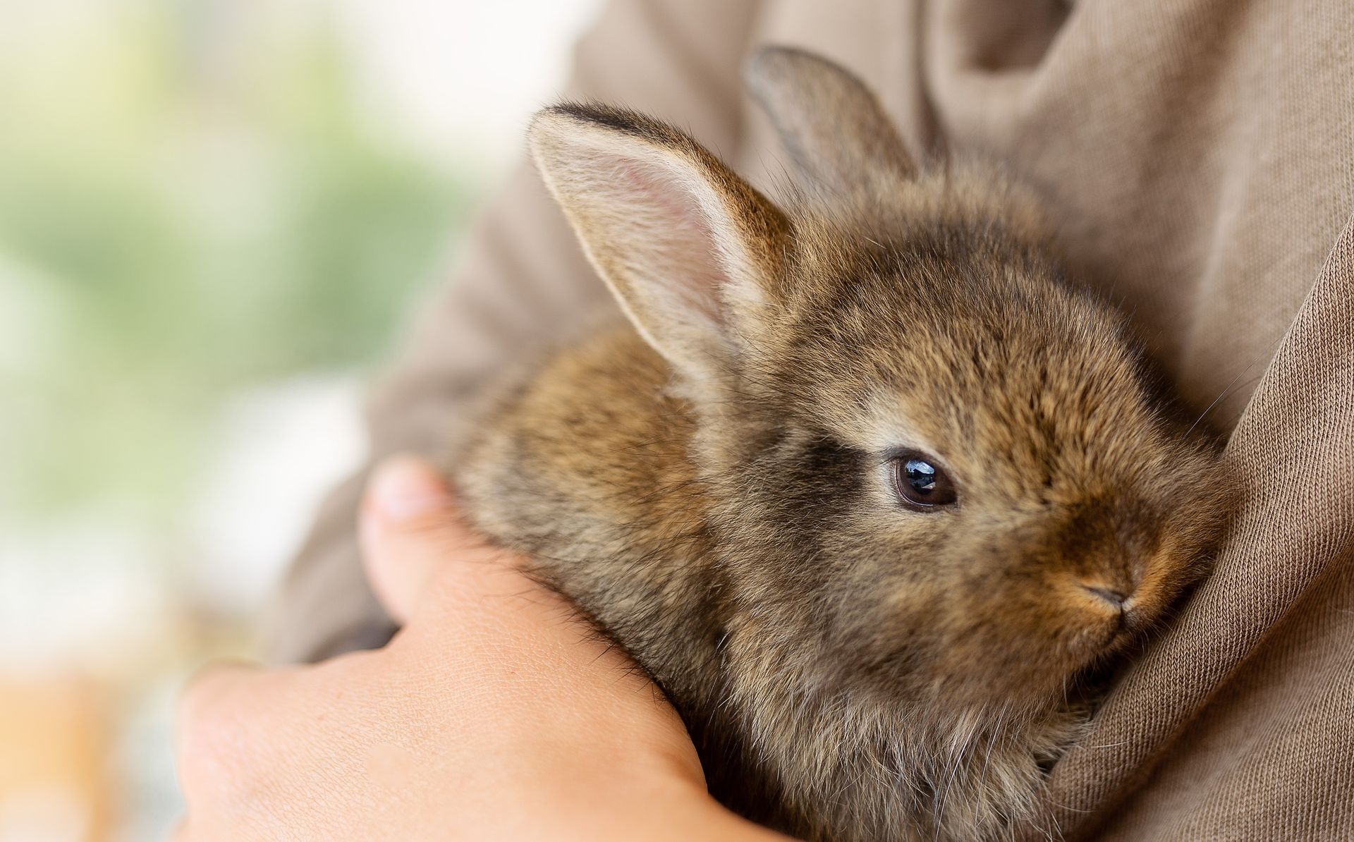 a brown rabbit being held in a man's arms with a brown sweater on
