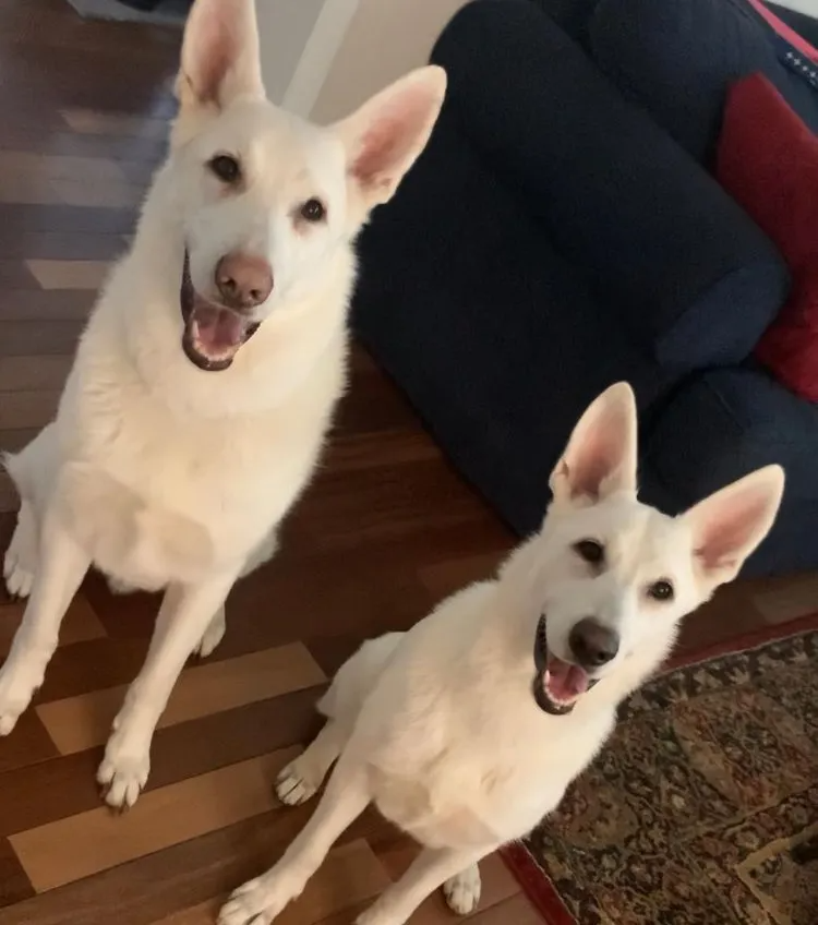 two white german shepherds sitting and looking at the camera