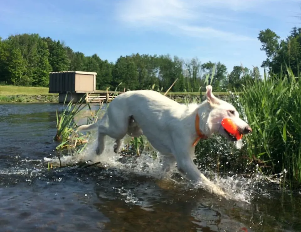 a white german shepherd running in shallow water carrying a water toy in its mouth