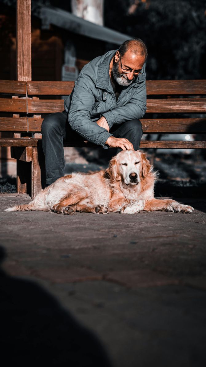 an older gentleman sitting on a bench leaning over to pet a senior golden retriever