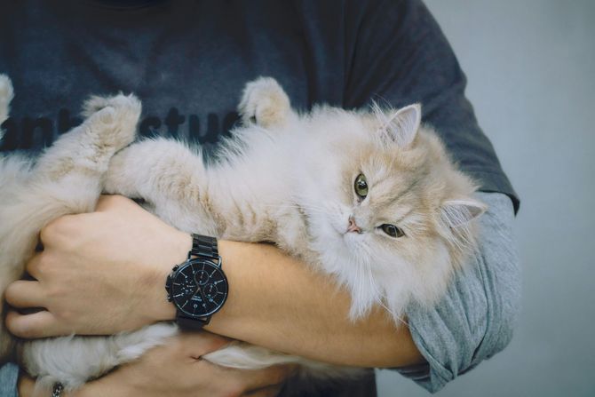 a long haired cream colored cat being held upside down lovingly in a man's arms