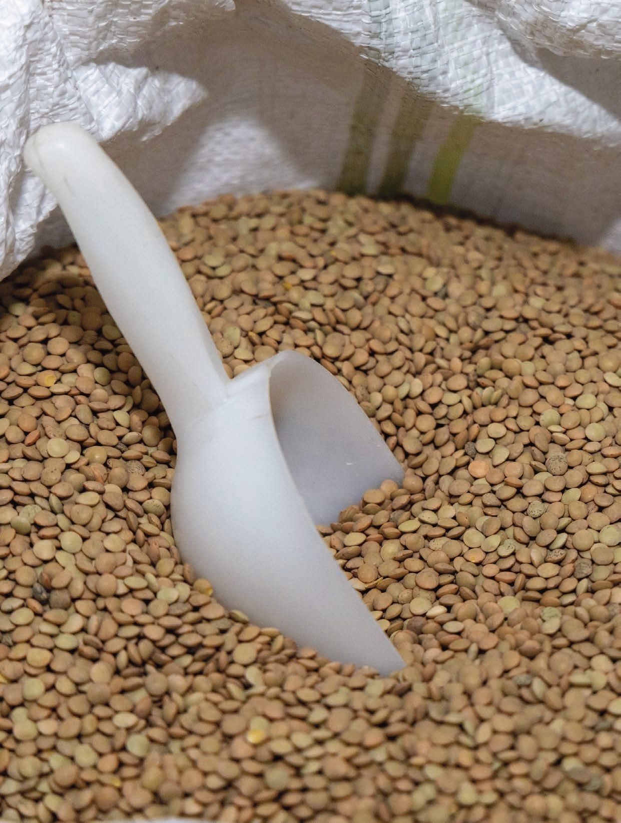 Un cucchiaio di plastica spunta da un mucchio di lenticchie