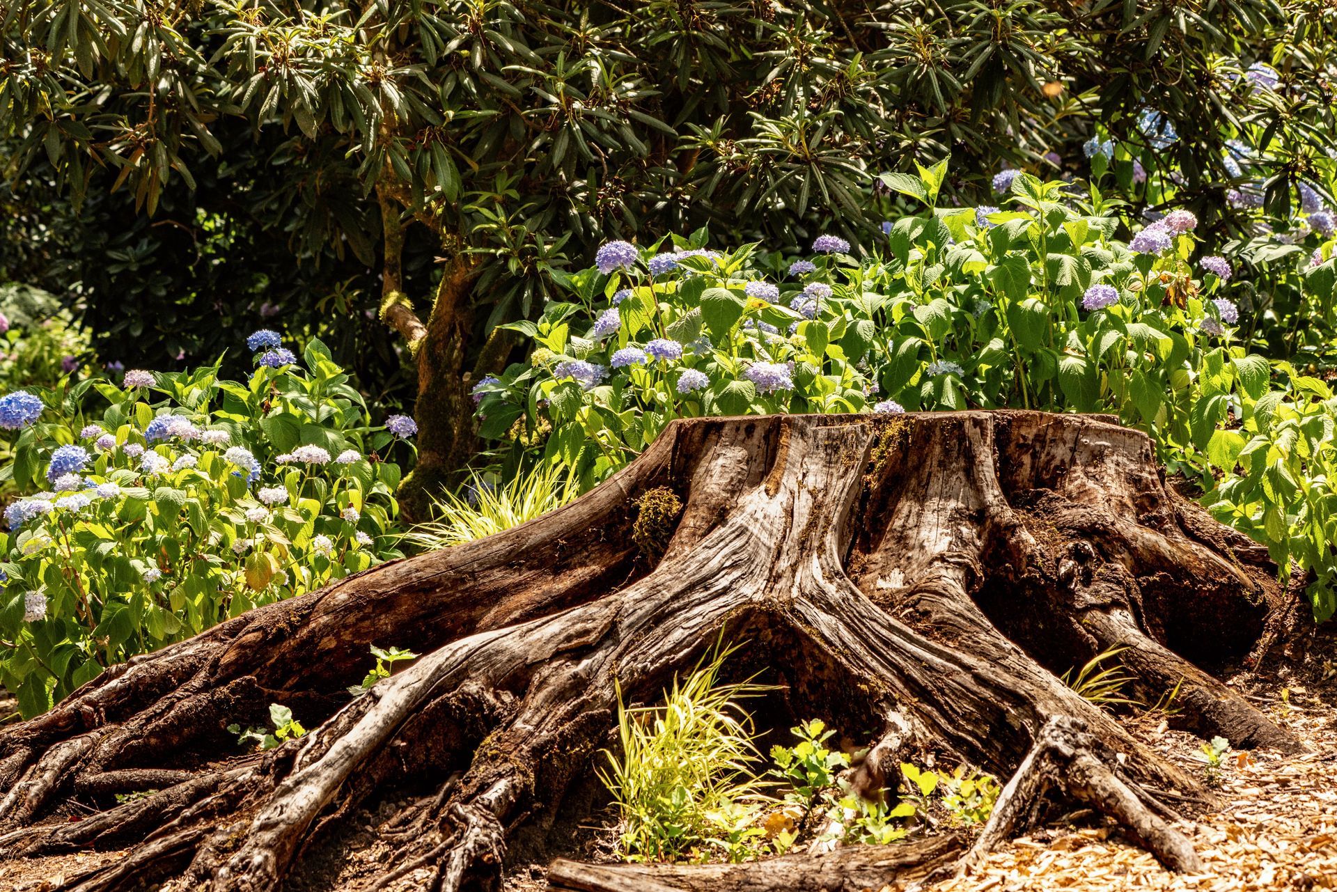 Uprooted tree stump in a flowered garden, with exposed roots and green foliage behind it